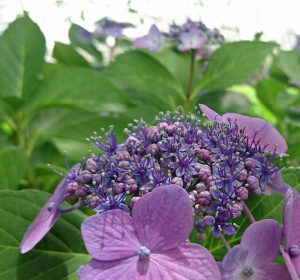 不忍池の紫陽花
